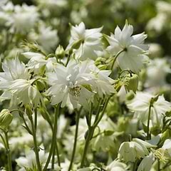 Akeleje (Aquilegia vulgaris 'White Barlow')