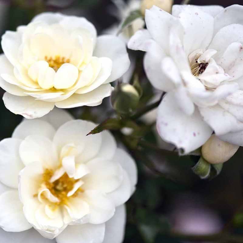 Opstammet white cover rose