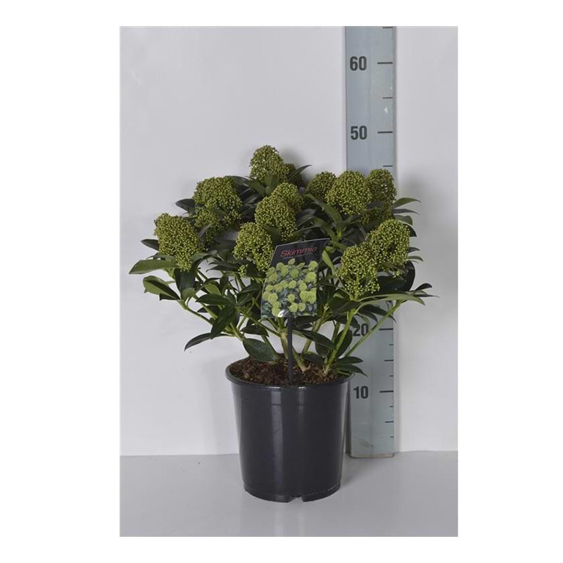 Skimmia japonica White Globe