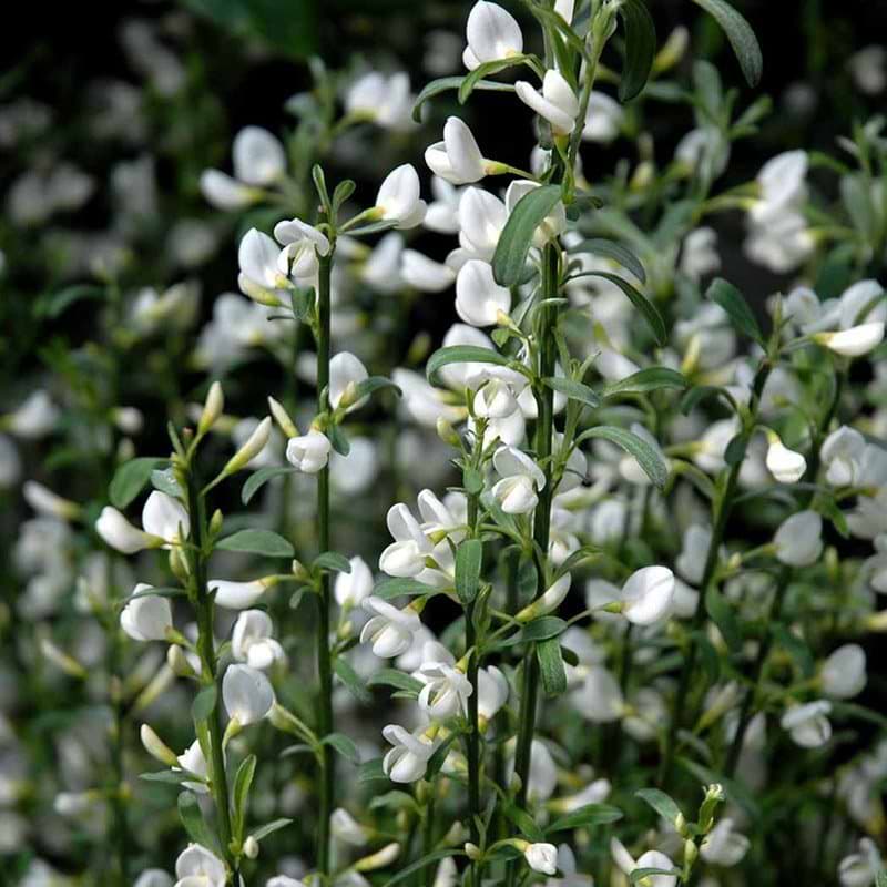 Cytisus White lion opstammet