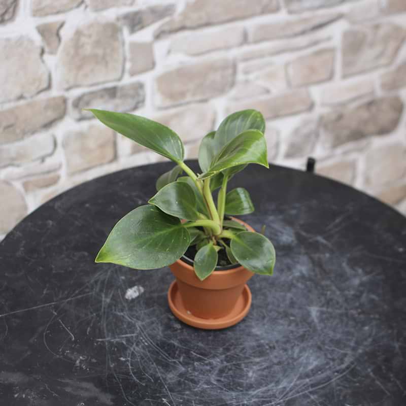 Philodendron white joy