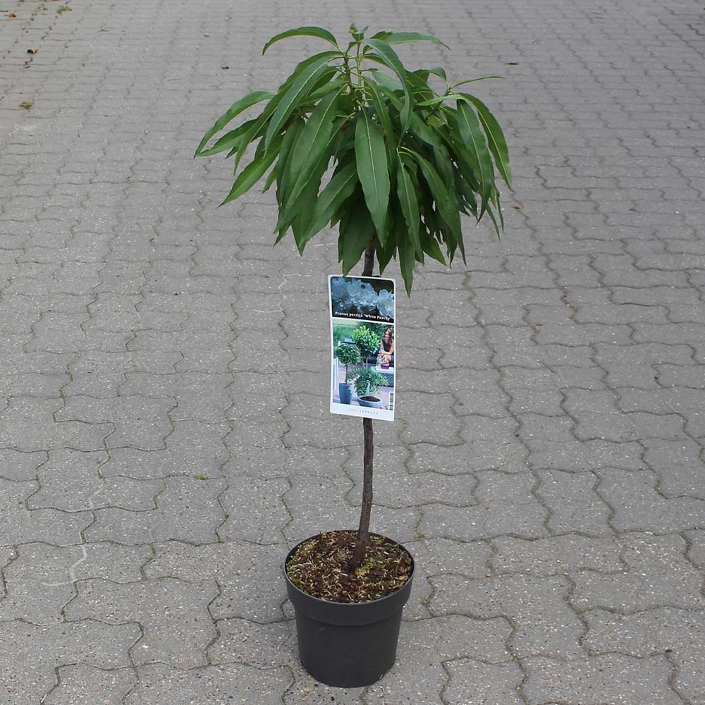 Dværgfersken (Prunus persica 'White Peachy') Opstammet 50 cm