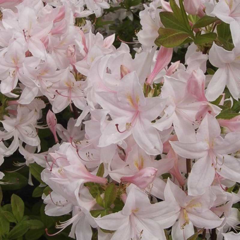 smuk lys rhododendron