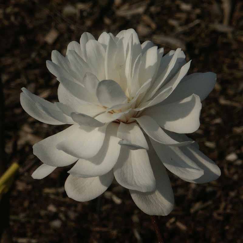 Magnolia (Magnolia loebnerii Wildcat') Flere varianter 