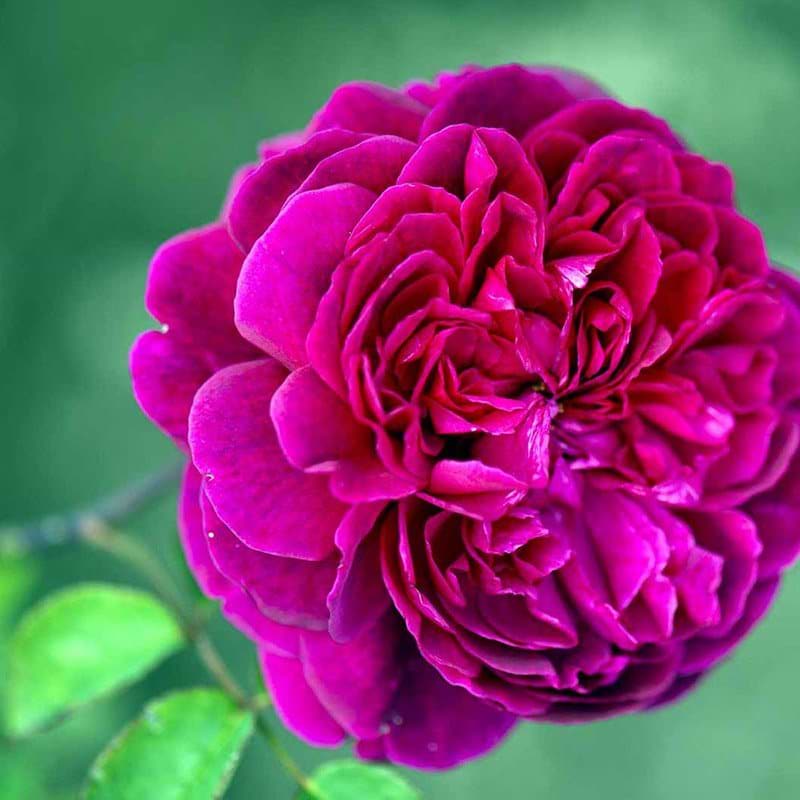 Engelsk rose William Shakespeare