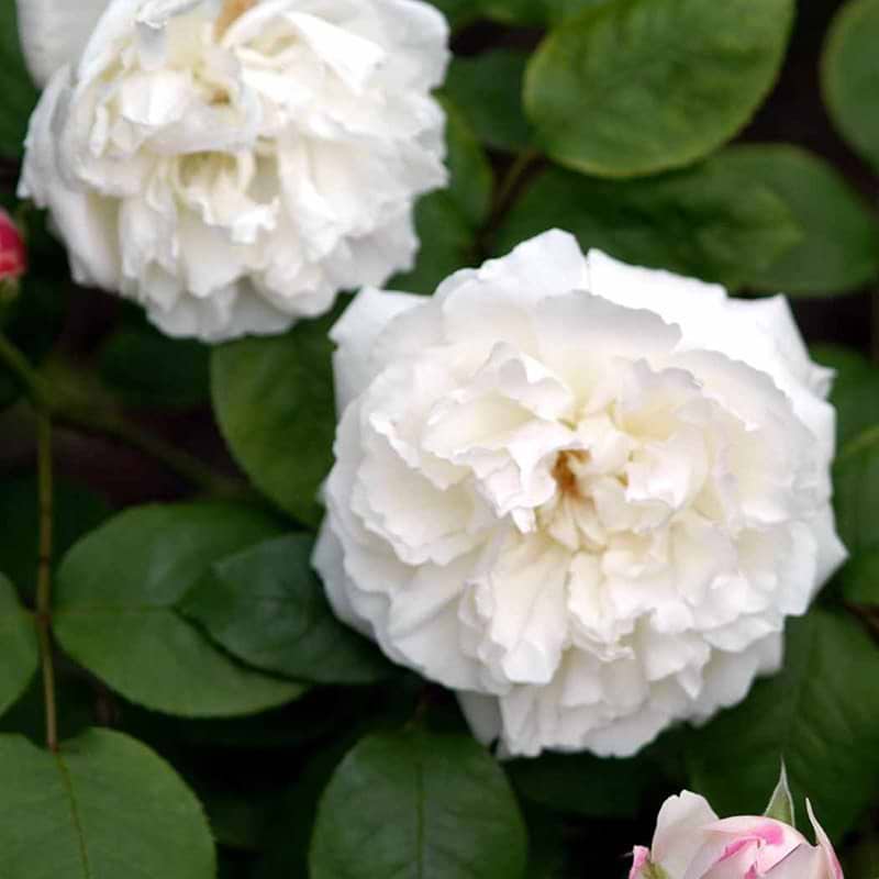 Winchester Cathedral engelsk rose opstammet