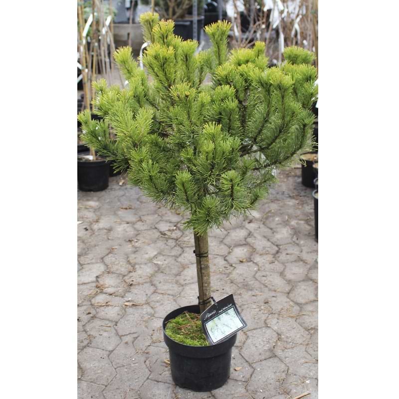 Pinus mugo Winter gold