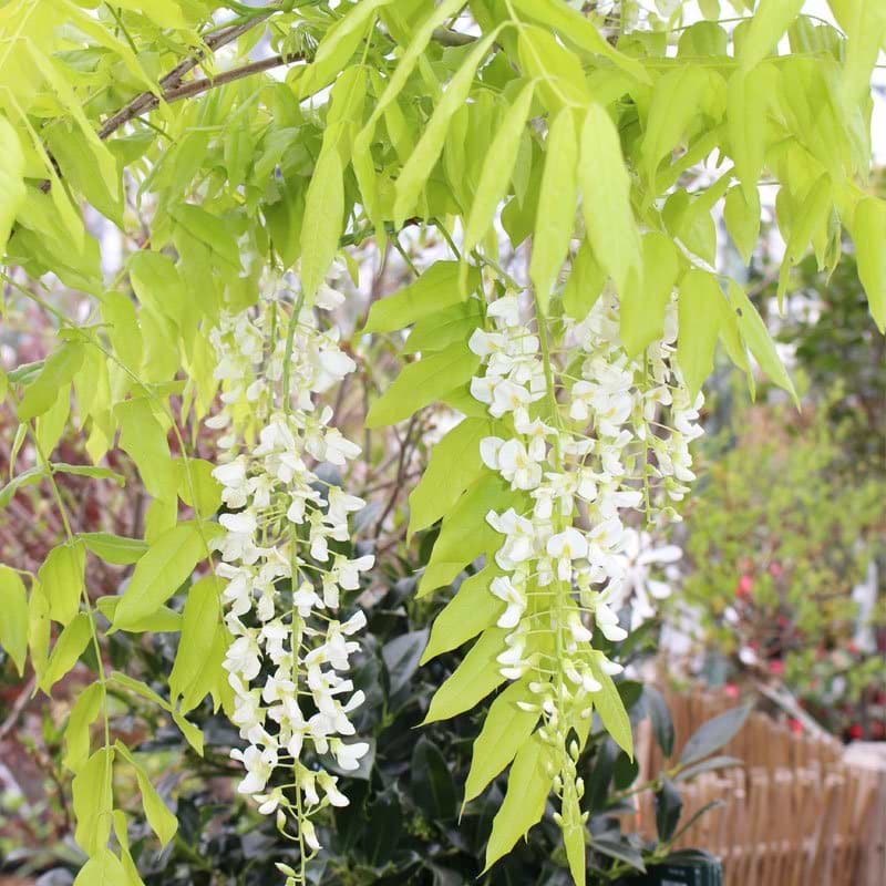 Wisteria floribunda longissima alba