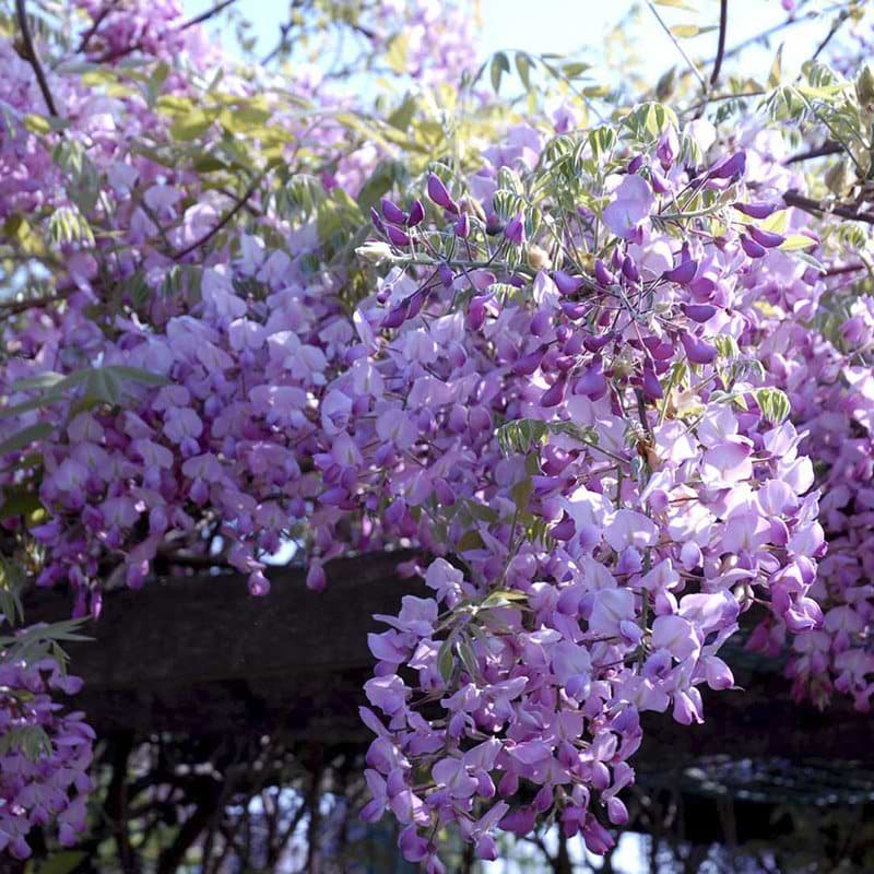 Slyngplante Wisteria floribunda Rosea