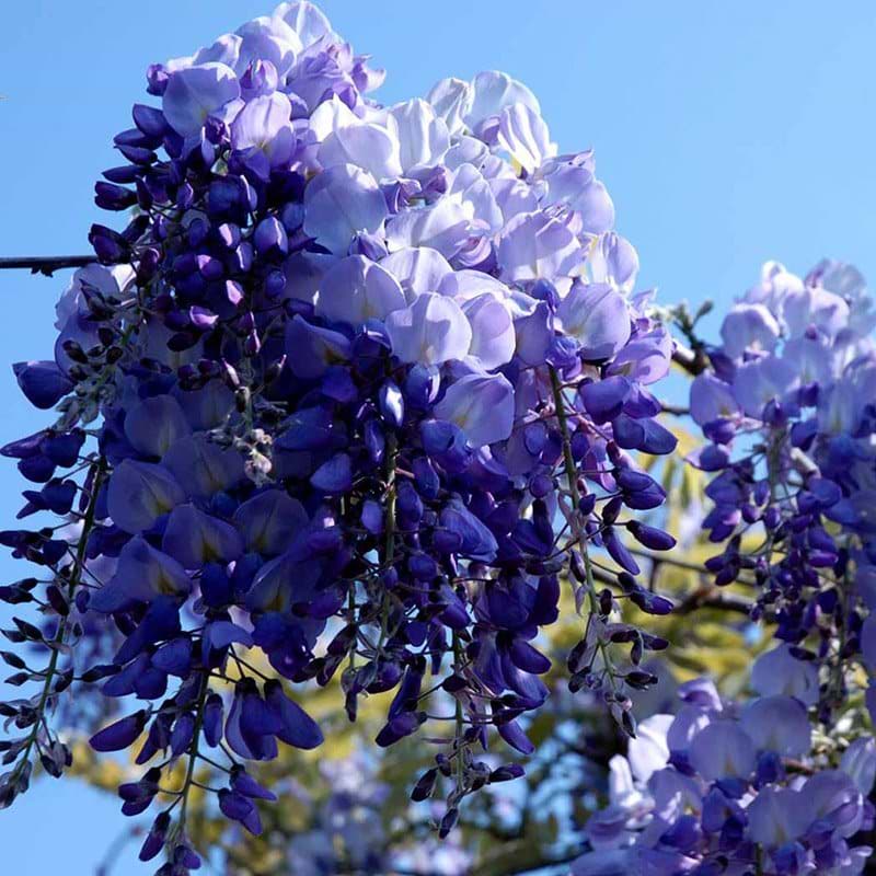 Wisteria sinensis prolific