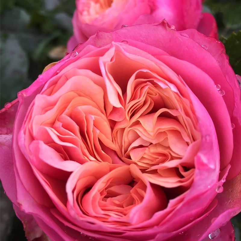 rose with heart and soul