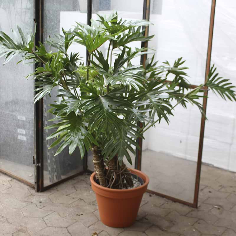 Stor filodendron xanadu