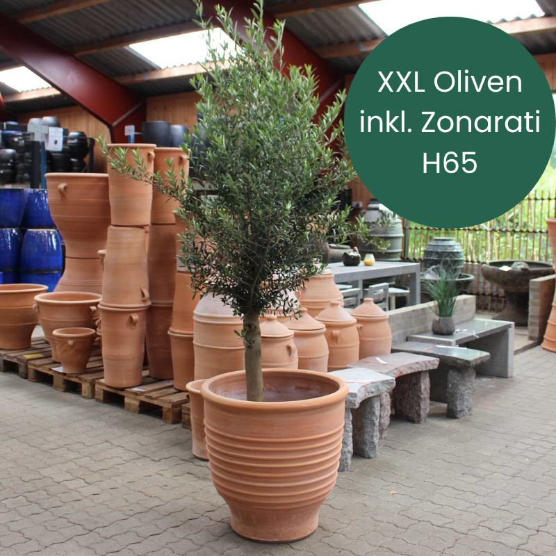 Oliventræ (Olea Europaea) med Zonarati H65
