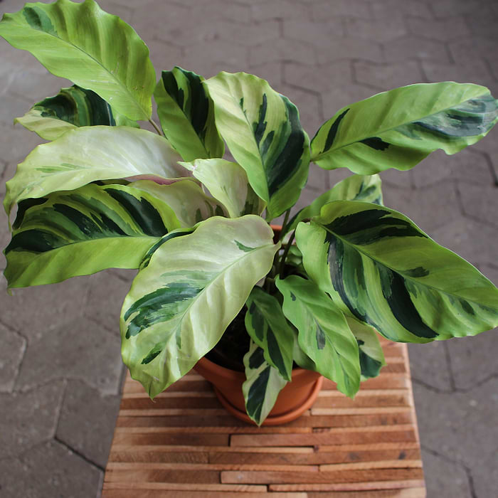 Kalatea (Calathea 'Yellow Miracle') Potte 10,5 cm | kb onlins her hos os|