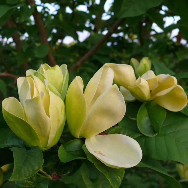 Magnolia 