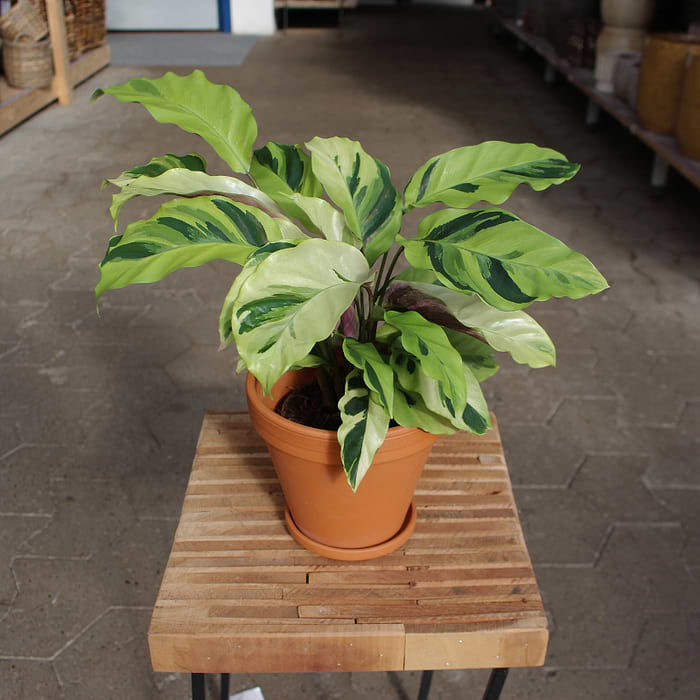Kalatea (Calathea 'Yellow Miracle') Potte 10,5 cm | kb onlins her hos os|