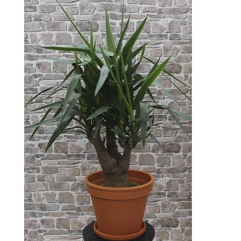 Yucca palme