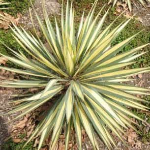 Palmelilje (Yucca 'Bright Edge') - Pottestr. 2 Liter
