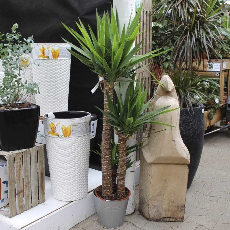 yucca palme med 3 stammer