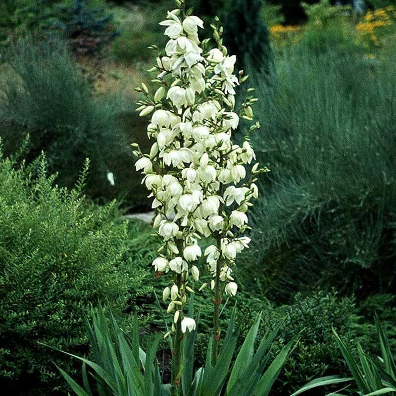 Palmelilje Yucca filamentosa