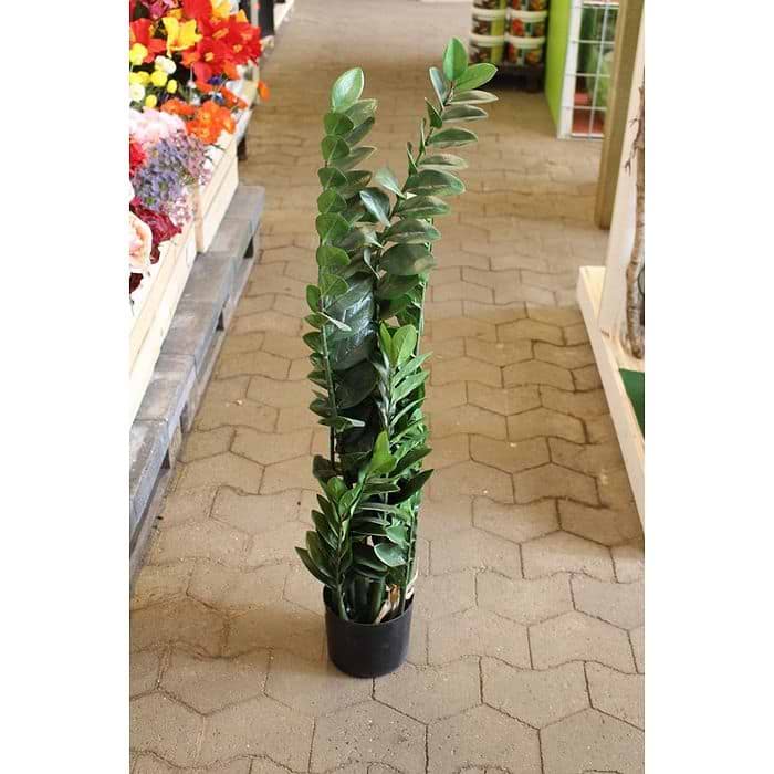 eukalyptus zimmerpflanze kaufen Eukalyptus kaufen | Eucalyptus gunnii