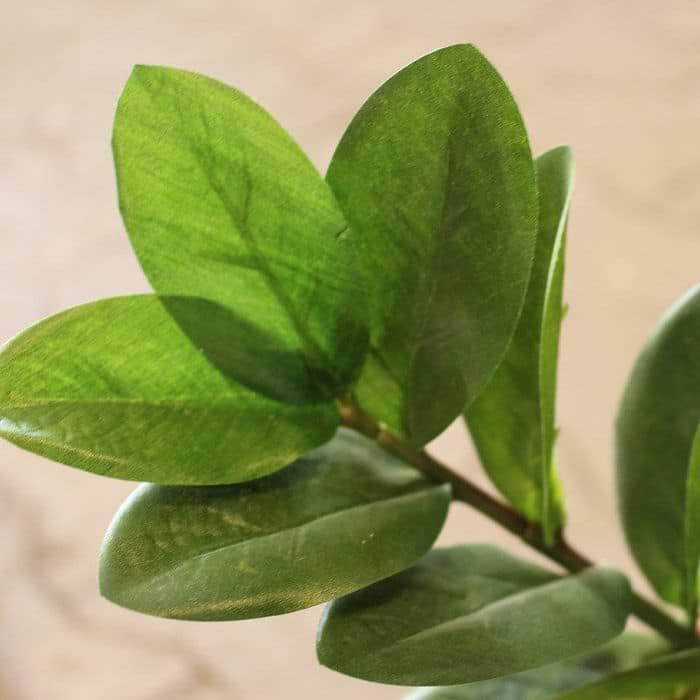 zitronen-eukalyptus zimmerpflanze Seedeo Zitronen-Eukalyptus (Eucalyptus citriodora) 200 Samen