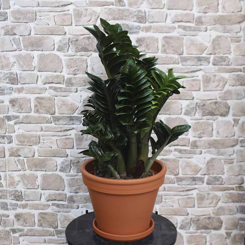 Zenzi plante stor