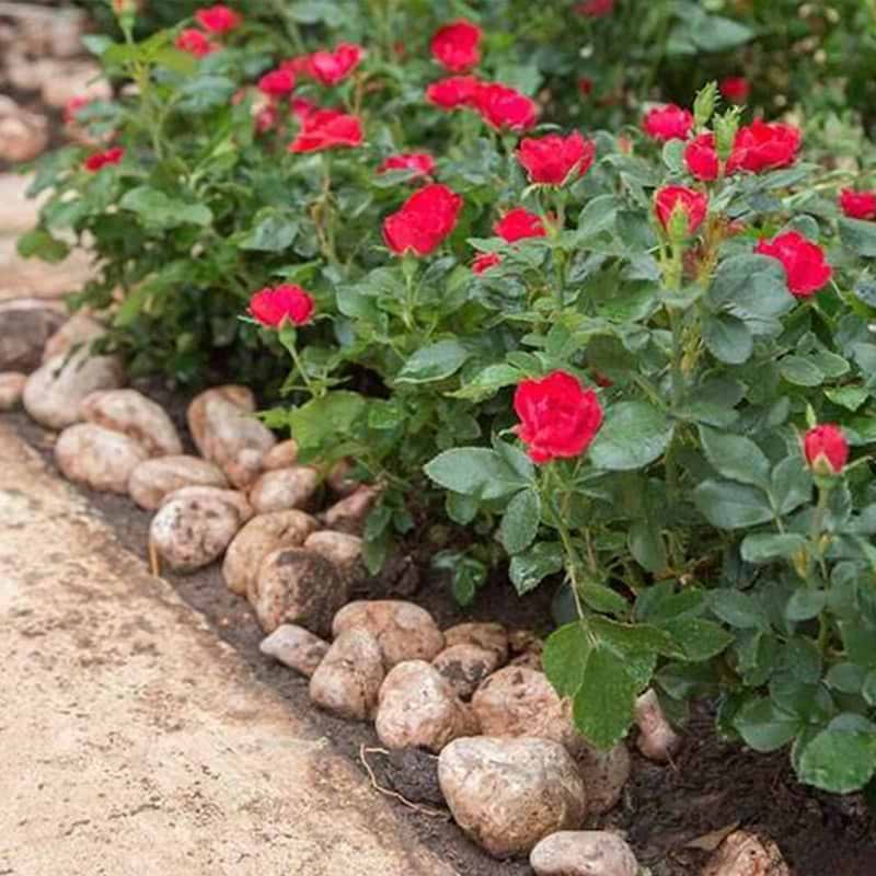 Rosa x hybridia 'Zepeti'