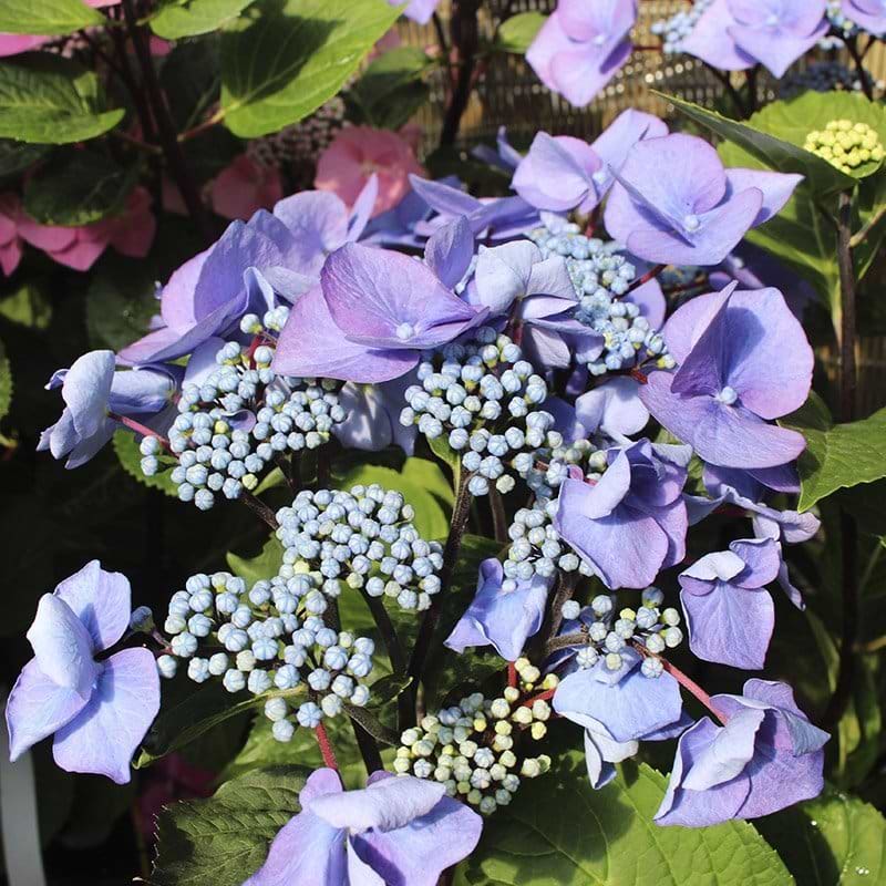 Hortensia (Hydrangea macrophylla 'Zorro') Blauw - Flere Varianter