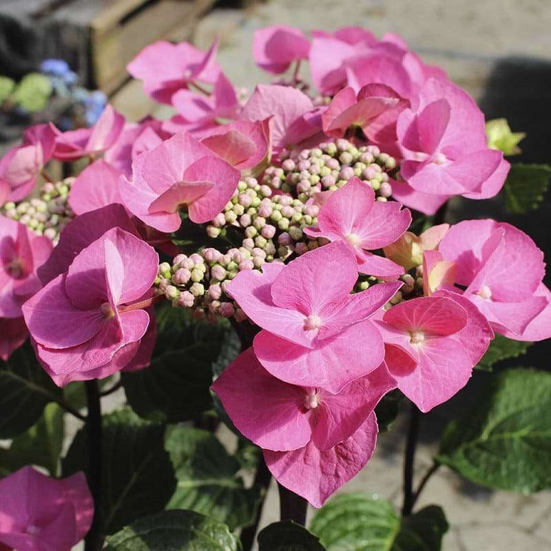 rosa hortensia