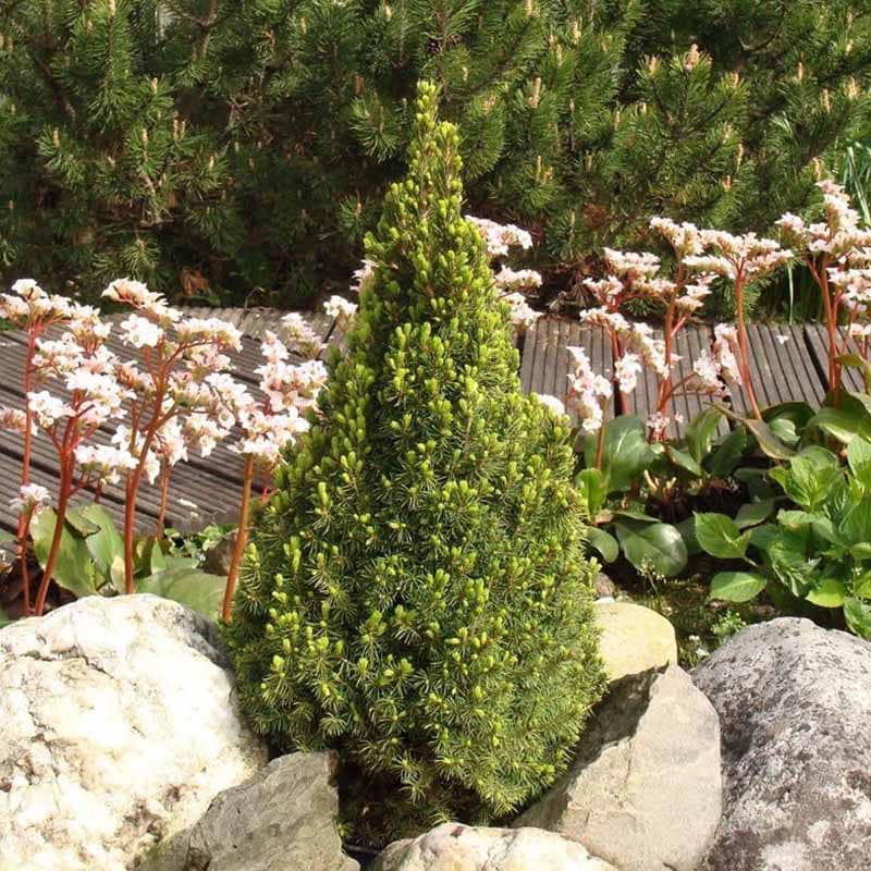 Dværgsukkertop Picea glauca Zuckerhut