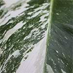 Monstera Variegata