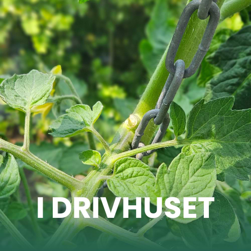 Nærbillede af en agurkeplante
