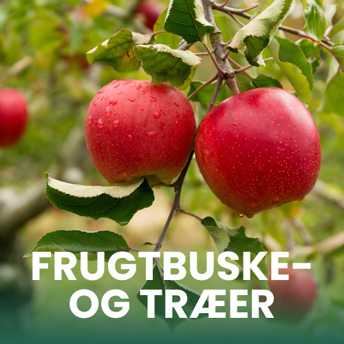 Nærbillede af æbler på et æbletræ