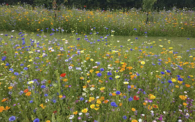 Gartnerens blomstereng