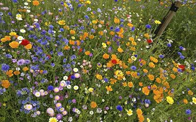 Gartnerens blomstereng