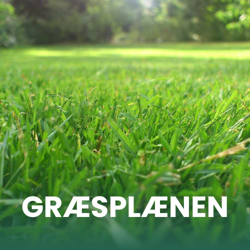 Nærbillede af græsstrå 