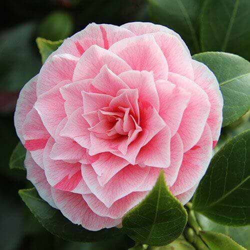 Camelia Blomst