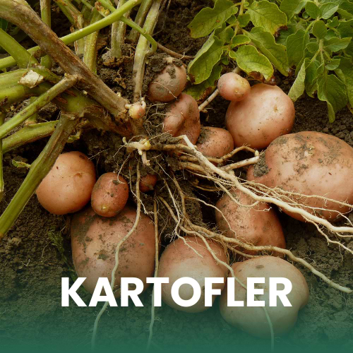 Billede af kartofler på marken
