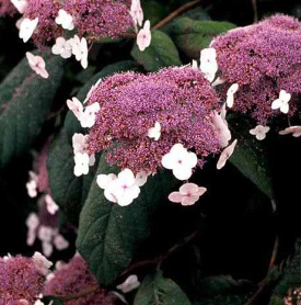 Macrophylla