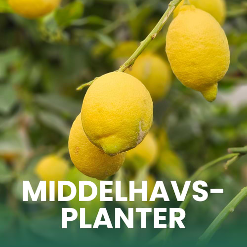 Billede af modne citrusfrugter på citrontræ