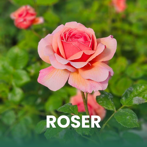 Nærbillede af rose i blomst