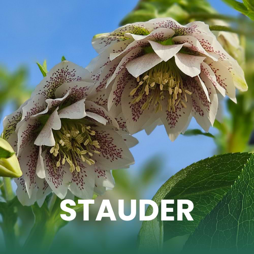 Nærbillede af Helleborus 'Cinderella'