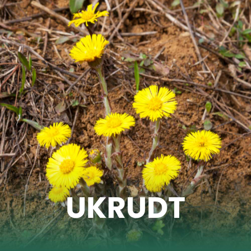 Nærbillede af ukrudtet følfod