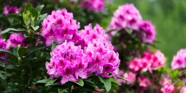 Rhododendron