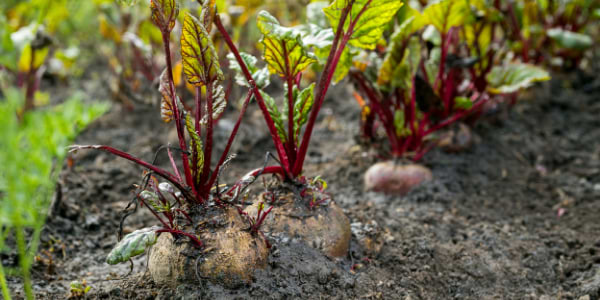Køkkenhaven i november
