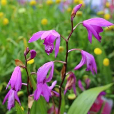 MIKADOBLOMST (BLETILLA STRIATA)