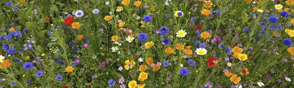Blomstereng