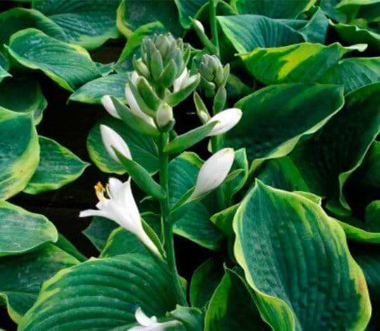Hosta staude