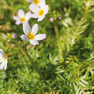 VANDRØLLIKE (HOTTONIA PALUSTRIS)